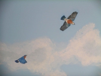 bluebirds-sky-mural