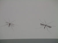 crane-flies-which-is-real