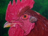 rooster