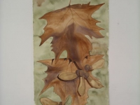 mcc-maple-leaves