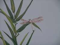 hcg-dragonfly-with-bamboo