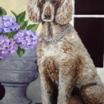 apricot-poodle