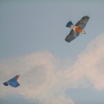 bluebirds-sky-mural
