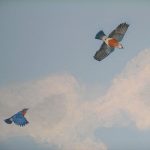 bluebirds-sky-mural