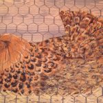 boom-chicken-detail