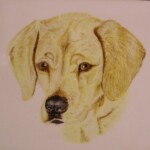 golden-lab-0749-1-1