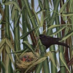 hcg-bird-and-nest