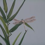 hcg-dragonfly-with-bamboo