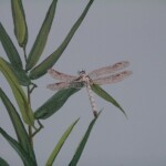hcg-dragonfly-with-bamboo