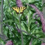 hcg-tiger-swallow-tail-on-bush