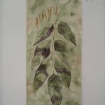 mcc-elm-leaves