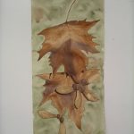 mcc-maple-leaves