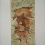 mcc-maple-leaves