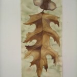 mcc-oak-leaf