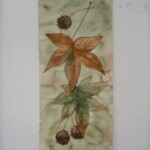 mcc-sweet-gum-leaves