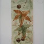 mcc-sweet-gum-leaves