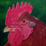 rooster