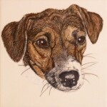 ruseel-terrier-224761-1-1