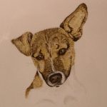 russel-terrier-0748-1-1web