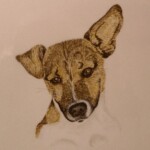 russel-terrier-0748-1-1web
